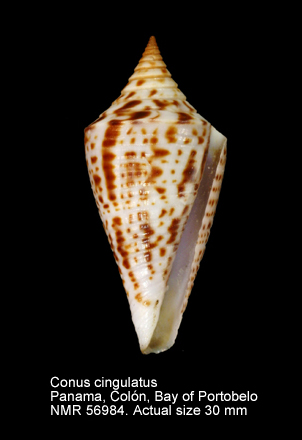 Conus cingulatus.jpg - Conus cingulatusLamarck,1810